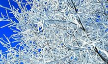 吉林雾凇美 美丽的雾凇作文400字