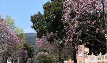 原创学生作文：《记梦》