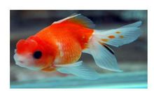 可爱的小金鱼 描写金鱼的小学生作文300字