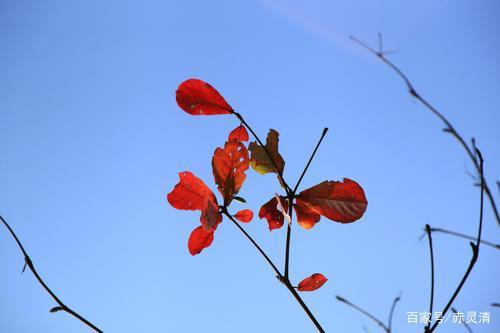初中作文（话题：艺术）课堂定时训练范文：飘飘然的信念 1