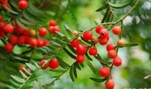 初中作文（话题：艺术）课堂定时训练范文：飘飘然的信念