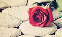 五年级作文：美丽的谎言