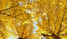 潍坊砺智小橘灯作文优秀学员作品推荐：秋天的美