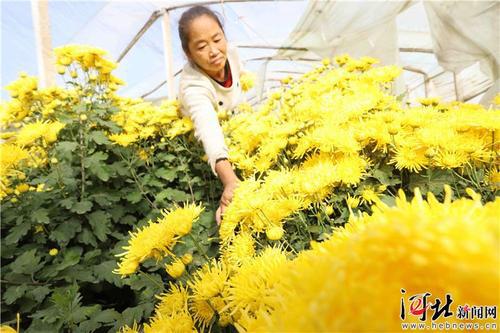 小记者获奖作文欣赏：陈香琳·菊花仙境
