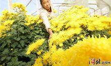 小记者获奖作文欣赏：陈香琳·菊花仙境