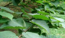 初二状物作文：不落乔木珙桐_750字