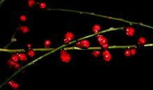 初二状物作文：梅・韵_900字