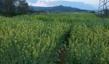 【作文天天听】本周优秀范文12——五官的争吵