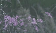 原创学生作文：《“大肥”和“小瘦”》