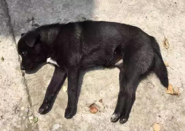 孩子总说作文没东西写？家长该如何引导选材 7