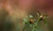 六年级作文：那声音常在我心田