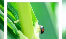 孩子总说作文没东西写？家长该如何引导选材