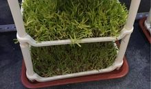 种油菜 小学生种菜作文700字