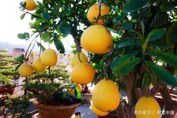 向名家学结构安排之点面结合｜我的作文公开课