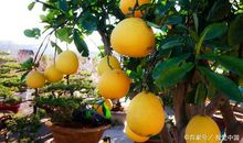 向名家学结构安排之点面结合｜我的作文公开课