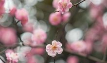 语文老师写下水作文：《点点红梅春欲燃》