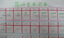 种植日记 种菜日记300字