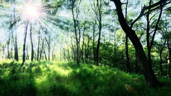 (推荐收藏)四年级第四次作文3:我和白雪公主过一天,很浪漫 3