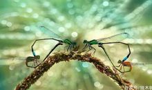 六年级作文：走进虫虫世界