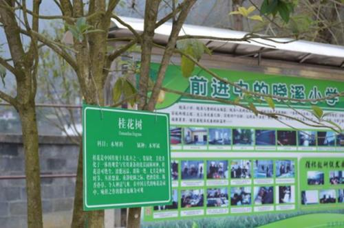 校园的桂花树 四年级校园一景作文500字