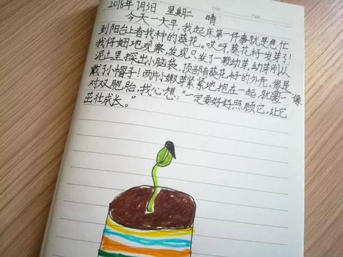 向日葵播种活动 小学生观察种子日记2则