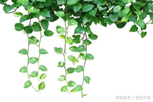 初一作文:在挫折世界中感悟