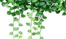 初一作文：在挫折世界中感悟