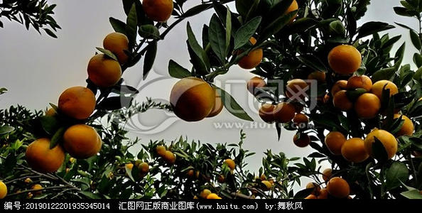 初三状物作文：我爱家乡的桔树_600字