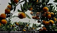 初三状物作文：我爱家乡的桔树_600字