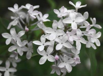 初三状物作文：五瓣丁香花_900字