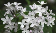 初三状物作文：五瓣丁香花_900字