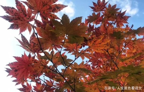 中考语文作文拿分三板斧之以情动人,打动阅卷老师才算真正拿分 2