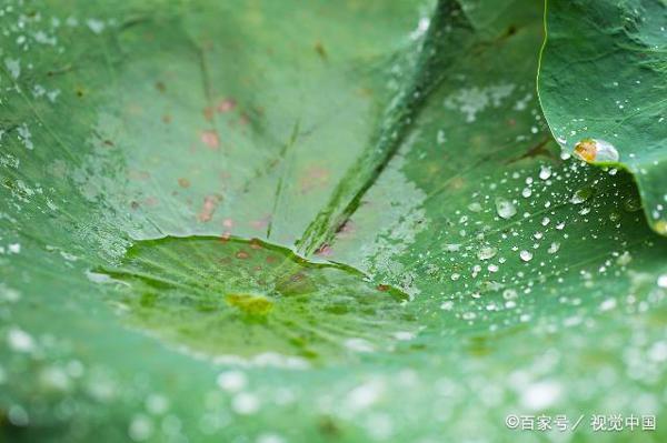 初中生优秀作文:春雨