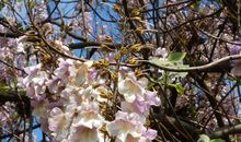 初三状物作文：行道树_650字