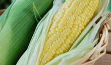 作文：我和孙悟空过一天，想帮农民干活，却发现本领跟不上时代了