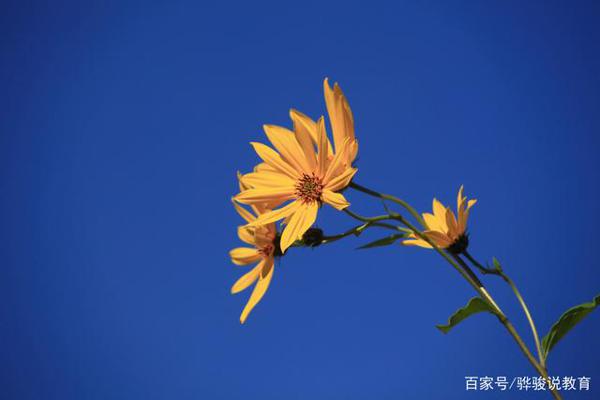 优秀作文点评：《美丽的花朵绽放出种子的坚强》