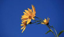 优秀作文点评：《美丽的花朵绽放出种子的坚强》