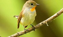 我要变成鸟 我想变成鸟作文300字