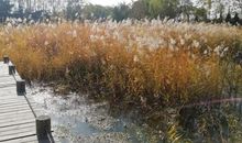 三年级五单元作文，我们眼中的的缤纷世界作文，池塘写景作文