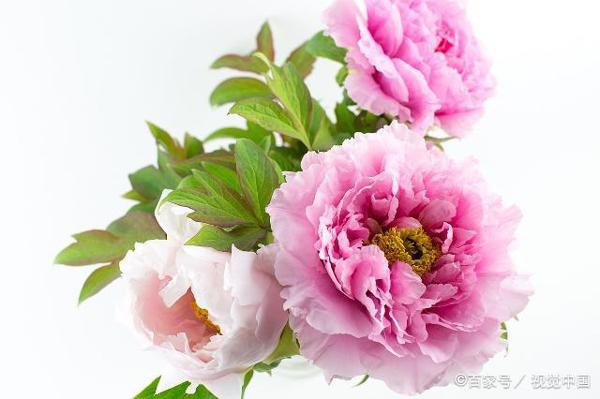 小学生优秀作文赏析-《苔亦能若牡丹开》