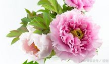 小学生优秀作文赏析-《苔亦能若牡丹开》