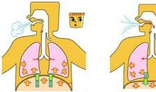 禽类呼吸系统工作原理探析论文