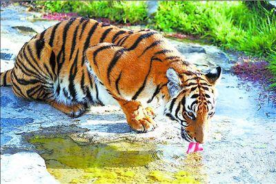 国王鹞鹰和猎人故事