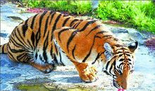 国王鹞鹰和猎人故事