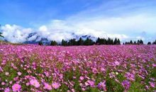 台湾游学之国大实小 台湾游记作文300字