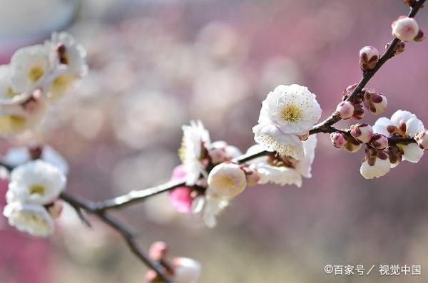 三年级作文:我的家乡 4