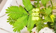 一篇堪比初中作文的小学优秀作文，来借鉴它的文笔吧