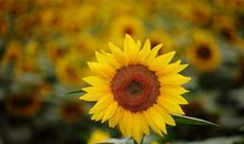 向日葵和石头童话故事