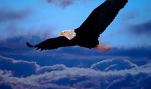 做一只勇敢的鹰初三作文