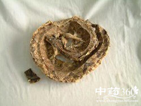 PCR方法在蕲蛇中的鉴别实践论文